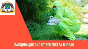 Вакцинация лис от бешенства в заказнике «Теплый Стан»