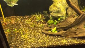 Аквариум 200 литров. Будущий травник