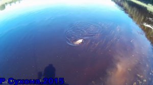 YO ZURI L-MINNOW 44 универсальный воблер по всей рыбе