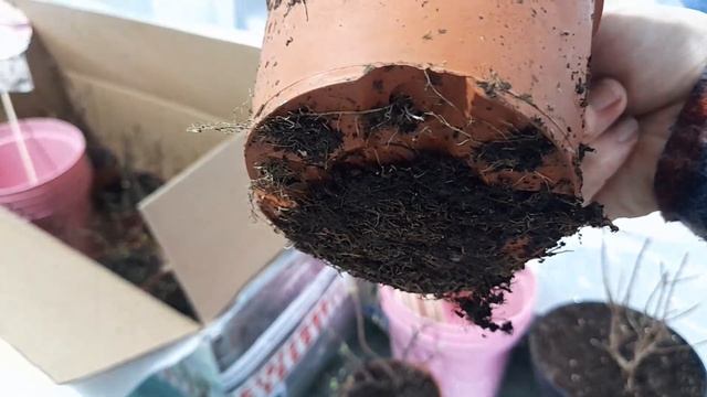 Получила ампельную гортензию Френч Болеро Роуз; оригинал, с фирменными плошками и этикетками! смотреть онлайн