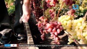 Проверенные и надежные сорта винограда в рубрике «Руки садовода»