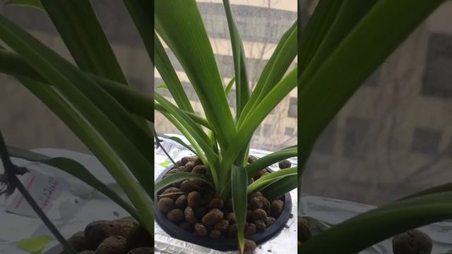 ???Комнатные растения - тоже без земли?! Даааа!!! #garden #plant