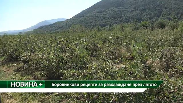 Новина плюс: Боровинкови рецепти за разхлаждане през лятото, автор: Камелия  Карадочева