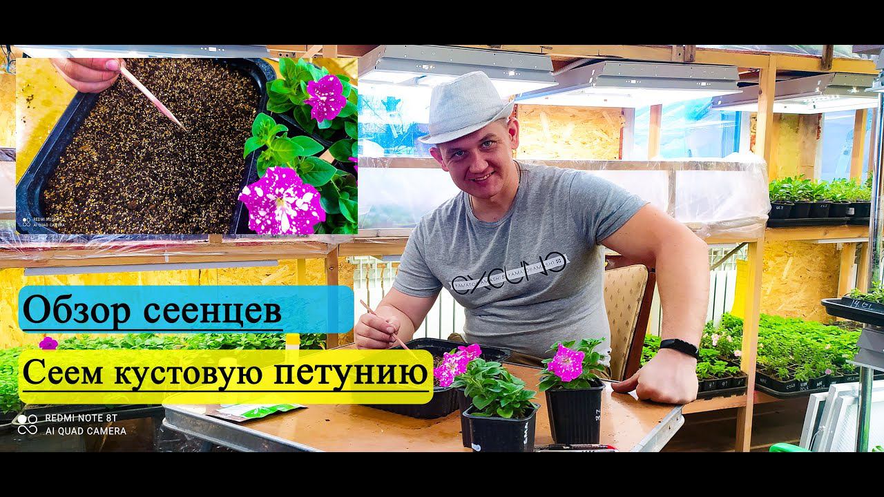Как посеять кустовую петунию. Обзор наших сеянцев: виолла, вербена, гацания, петуния 2021