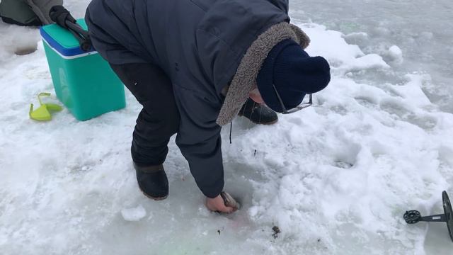 29.01.17 процесс выхаживания "мега-форели" смотреть онлайн