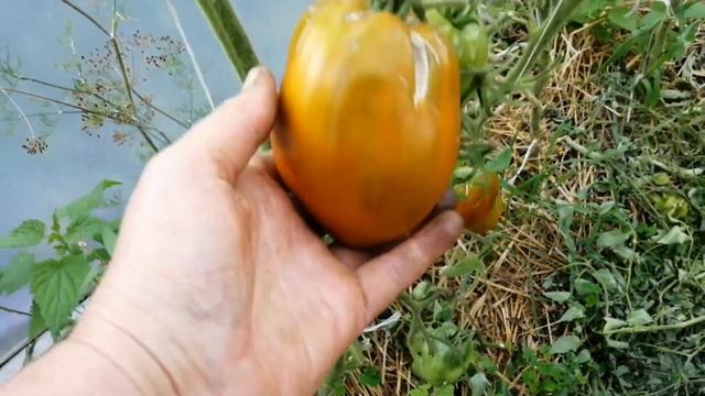 Прогулка по огороду. Баклажаны, перцы, томаты в ОГ. смотреть онлайн