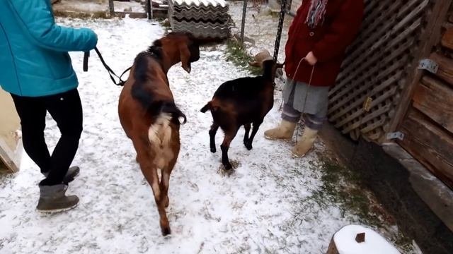 Самый дешевый способ завести породистых коз.
