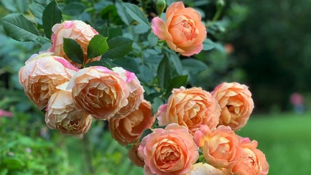 David Austin Rose.. Lady of Shalott смотреть онлайн