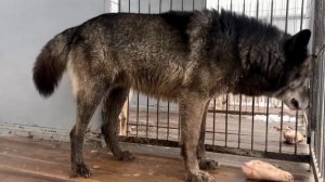 Акела ест свиные рульки, Канадский Волк Акела