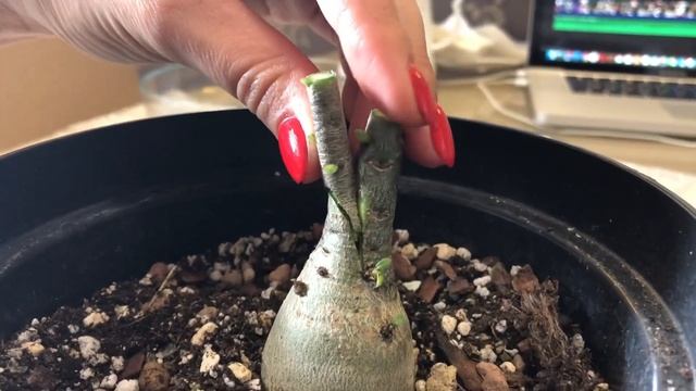 ПРИВИВКА АДЕНИУМА РОДНЫМИ ВЕТКАМИ ЧАСТЬ 1 смотреть онлайн