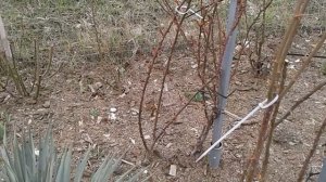 Плетистые розы на арке, обрезка роз, питомник роз Полины Козловой, rozarium.biz