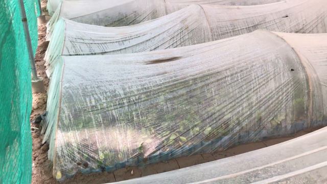 Ficus babys kalamat duaa nursery farm смотреть онлайн