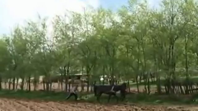 Харам или халал? Ослиное молоко пьют для излечения болезней в Кыргызстане.