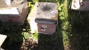 откачал мед с рамок, что дальше , ставить рамки на обсушку пчелам или нет - за и против обсушки