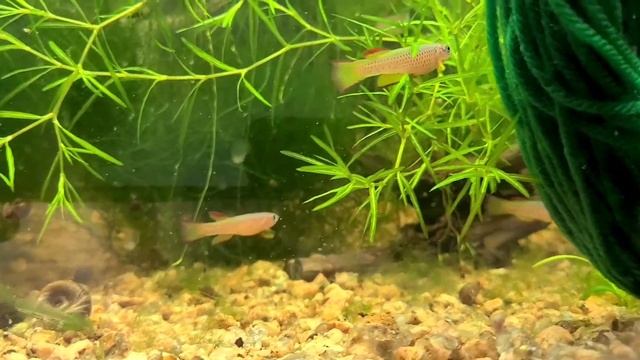 Aphyosemion gabunense gbg 93-30 смотреть онлайн