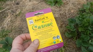 Весенние подкормки чеснока, роз и клубники/ высадила томаты в теплицу в апреле, эксперимент