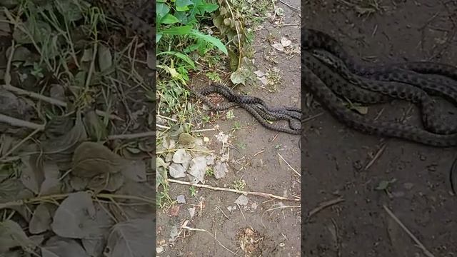 Змеиная свадьба. Водяные ужи. Змея на даче. Змеи в Волгодонске