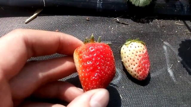 Клубника БЕЛЫЙ #ШВЕД , описание, кусты весенней посадки Ферма "Омская Ягода" #БелыйШвед смотреть онлайн