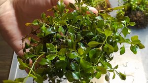 КАК ПРИЖИВАЮТСЯ РАСТЕНИЯ В ВАБИКУСАХ