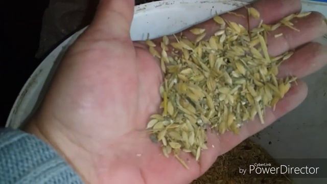 КАК бюджетно откормить бройлеров? /Мешанка для бройлеров смотреть онлайн