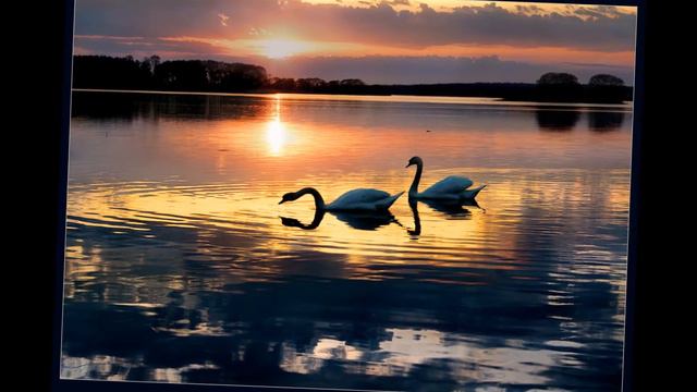 Лебединная верность! смотреть онлайн