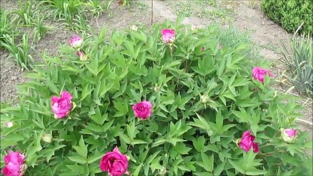 Цветение древовидного пиона Дракон. смотреть онлайн