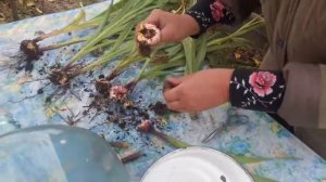 Как сохранять Гладиолусы