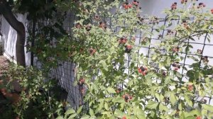 ПОСПЕЛ КУМБЕРЛЕНД / ОЧЕНЬ ВКУСНАЯ ЧЕРНАЯ МАЛИНА / ЕЖЕМАЛИНА живой забор / НАША ДАЧА