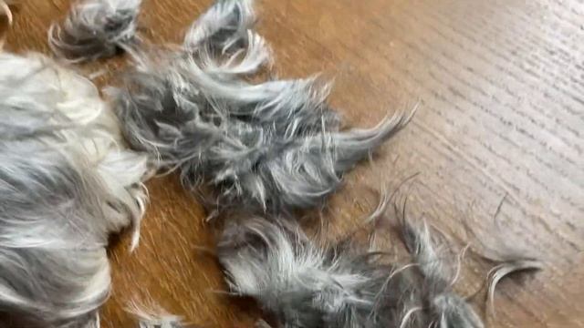 СТРИЖКА ЙОРКШИРСКОГО ТЕРЬЕРА ???МАЛЫШ БОИТСЯ ? смотреть онлайн