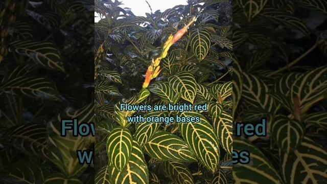 Tropical Sanchezia Flora for Indoor