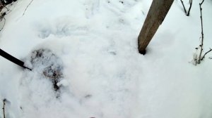 Грецкий орех Идеал. Орехи зимой. Как зимуют грецкие орехи первого года жизни сорт Идеал