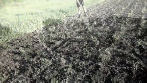 #7. Супер быстрый ручной культиватор Плоскорез для прополки междурядий Прополка картофеля май 2019г