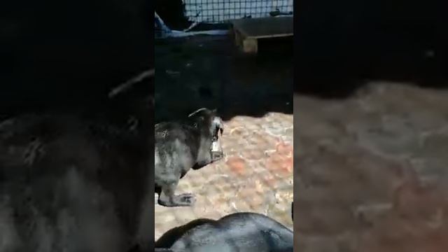 Анданте бандог(3) смотреть онлайн