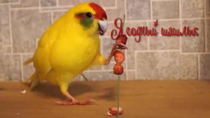 Какарики на даче