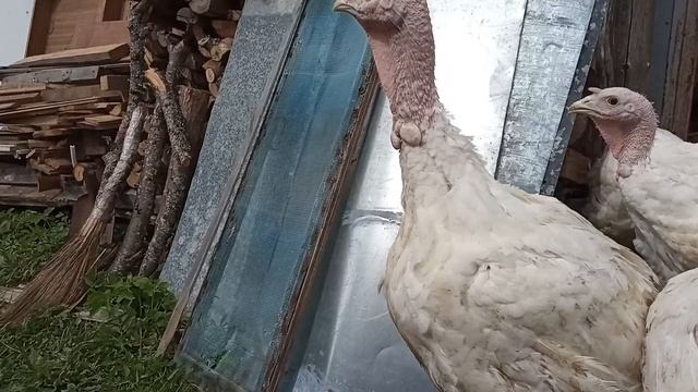 Индюки хайбрид конвертер в 2 месяца сколько нужно места и очередное глобальное переселение смотреть онлайн