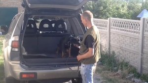 Воспитание щенка ротвейлера  Посадка в автомобиль