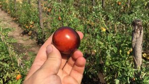 Помидор РОЗА ИНДИГО. INDIGO ROSE tomato from the University of Oregon