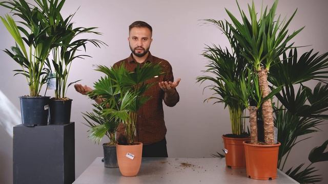 Комнатные пальмы | Советы от Ильи Гомыранова