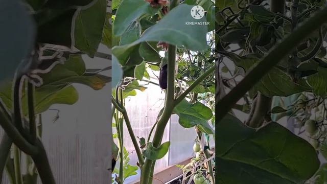 Баклажаны в Ленинградской области