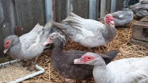 Сколько уточек надо на одного селезня,чтобы получить хороший оплод инкубационного яйца