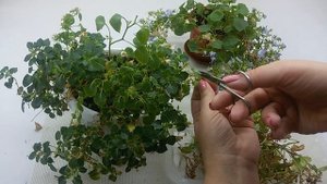 Кампанула: 5 секретов успешной зимовки