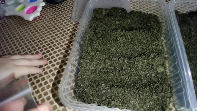 25часть/Сеем шахматные рябчики (в саду)/комнатный перец фиеста фиеста/комнатная лантана камара эльв смотреть онлайн