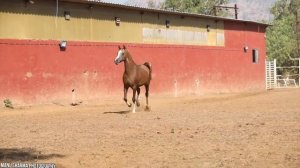 10 самых дорогих пород лошадей в мире