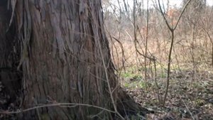 Клён сахаристый Acer saccharinum