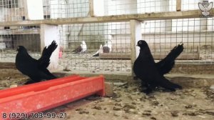 Статные голуби Владимира Янзытова