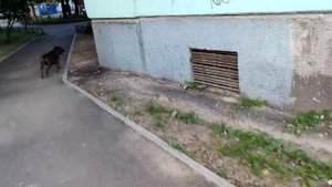 УЖАСНАЯ ИСТОРИЯ АМСТАФФА!!!