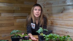 ЭКСПЕРИМЕНТ! ВЫРАЩИВАЕМ АРБУЗ НА ПОДОКОННИКЕ К НОВОМУ ГОДУ! ВАШИ СТАВКИ?