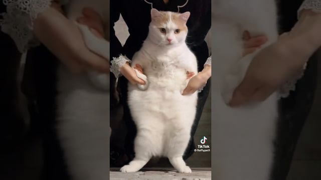 Пушистый жирочек. #shorts #dog #cat #animals #video #smile