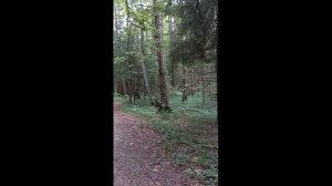 Русская природа  /  Russian nature video