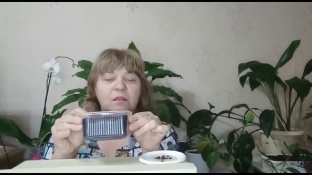 гранадилла\пассифлора сажаю семена в домашних условиях